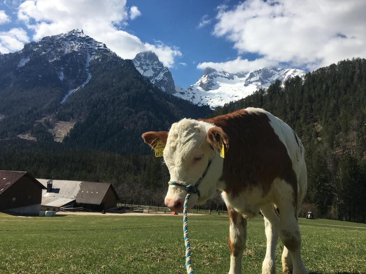 Farm stay Rinnergut Hinterstoder